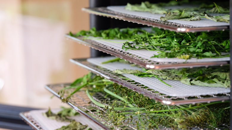 Herbs in a food dehydrator 