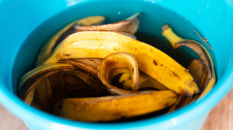 Soaking banana peels in water