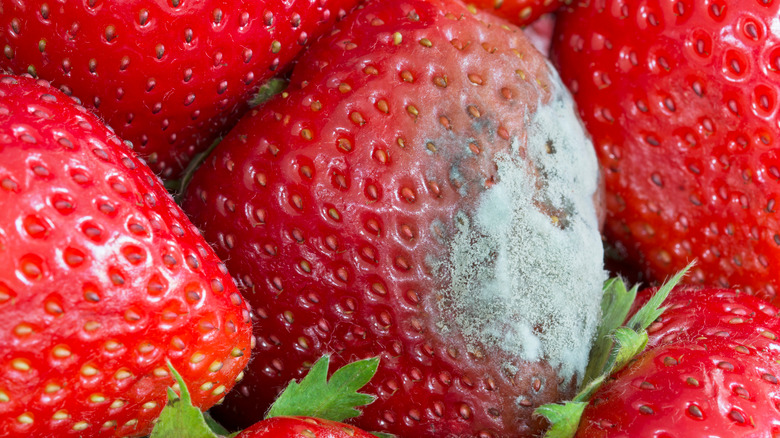 strawberries including one moldy strawberry