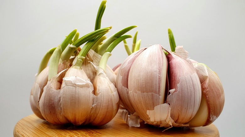 Several garlic bulbs, some with green sprouts growing out of them