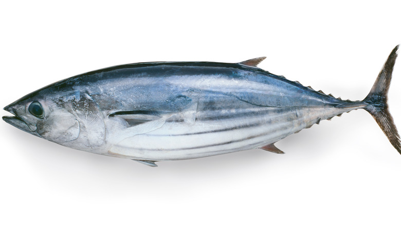 Skipjack tuna