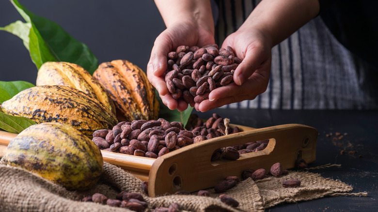 Cacao beans and fruit