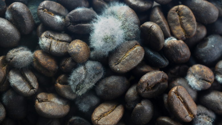 Mold on coffee beans.