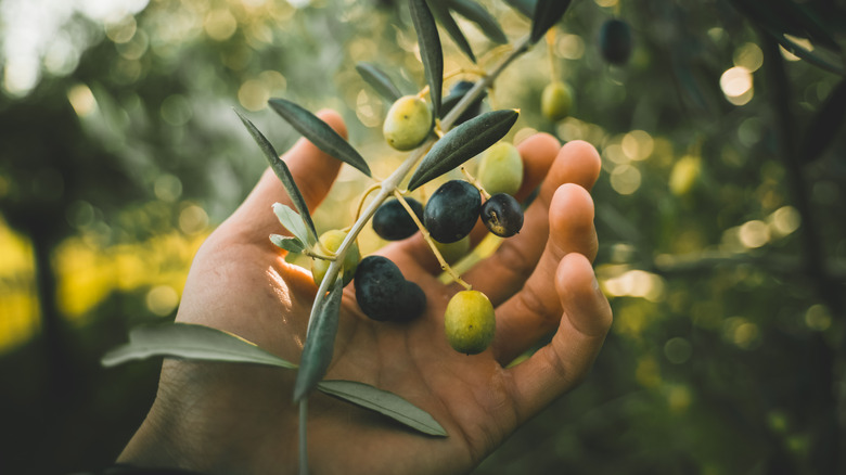 hand holding olive branch