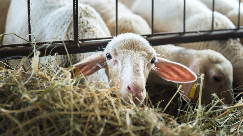 Lamb feeding on hay