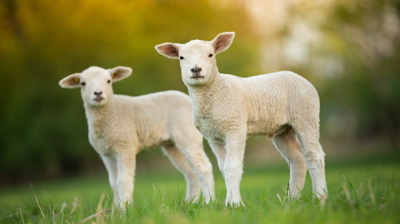 Baby lambs