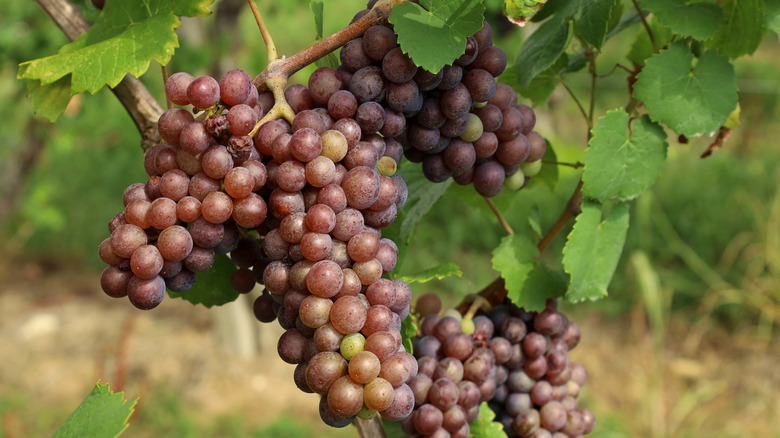 Ripening pinot gris grapes