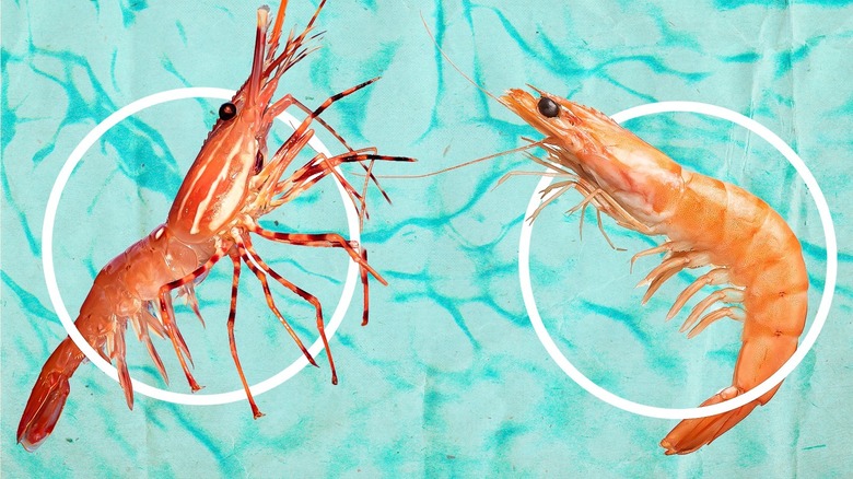 Big Shrimps In Fishing Net Prawns Are A Common Name For Small Aquatic  Crustaceans With An