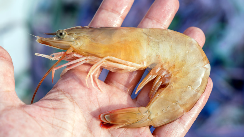 Close up view of wide-eyed shrimp