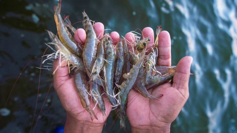 Fisher's hands holding prawns above water