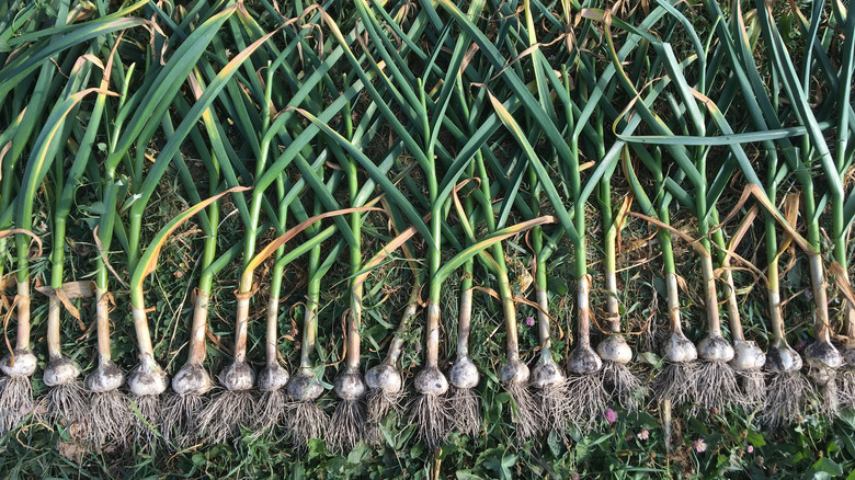 Hardneck garlic with scapes attached 