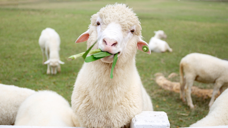 Sheep eating grass