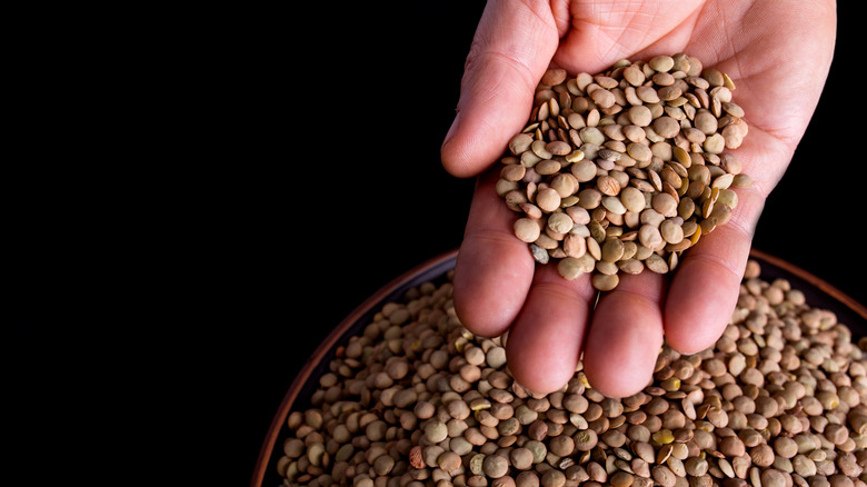 Raw lentils in a hand