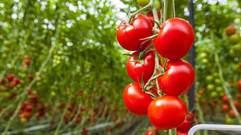 vine tomatoes