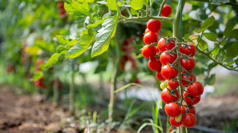 Cherry tomatoes on vine