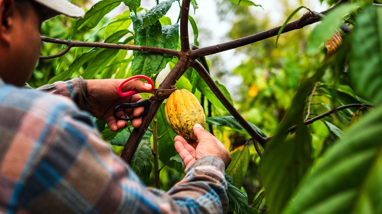 Cocoa farmer cutting cocoa pod off tree with scissors