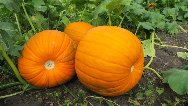 Three large pumpkins on soil