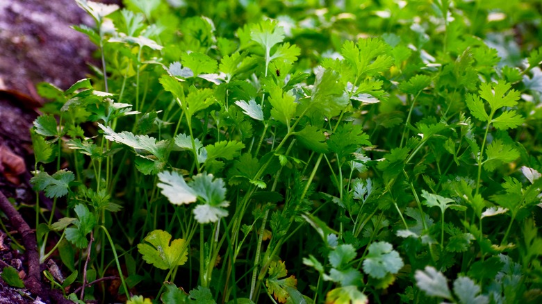 Patch of cilantro