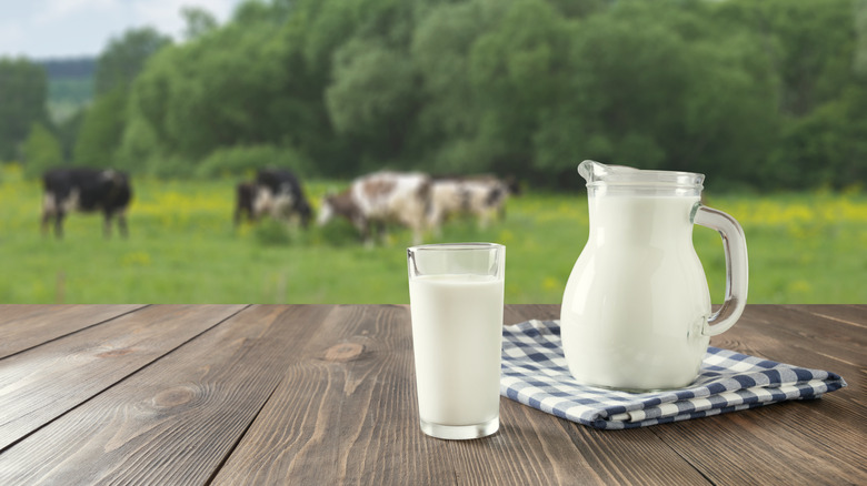 Dairy cows grazing in a field