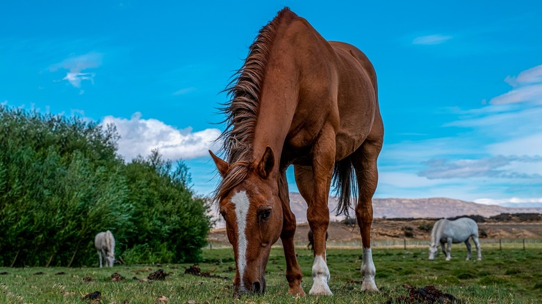 A horse eating grass