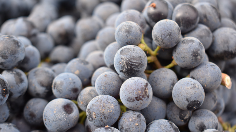 clusters of vineyard grapes