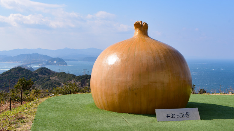 Giant Awaji onion