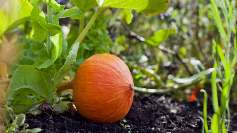 Red Kuri squash growing in field