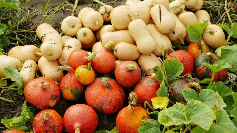 mixed winter squashes at harvest