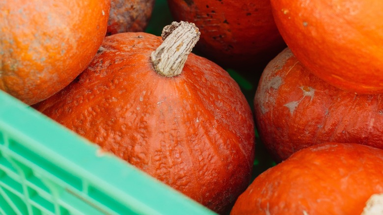 red kuri squash in storage bin