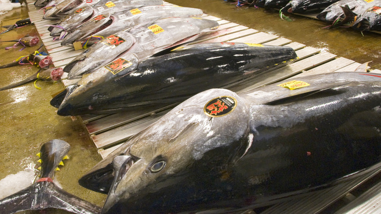 Prized southern bluefin tuna for sale in Japan