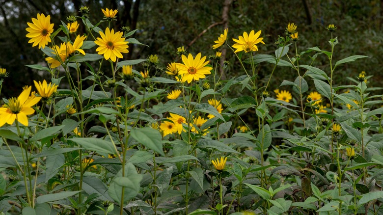 sunchokes flowers growing tall