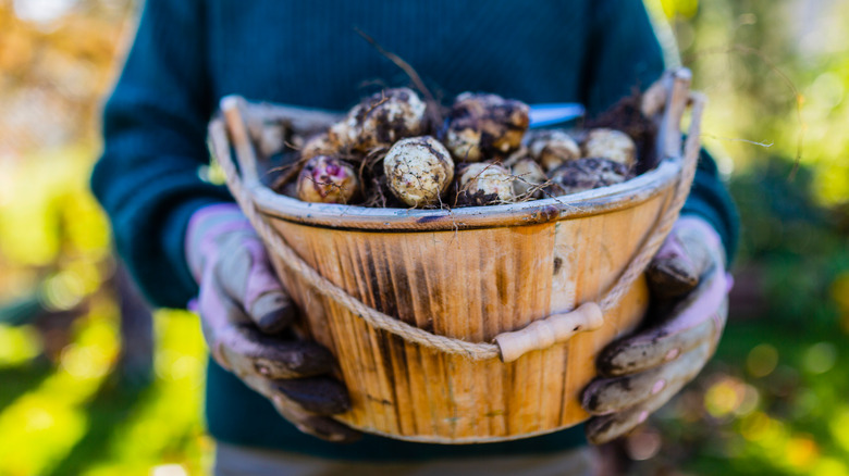 freshly dug sunchokes in a basket