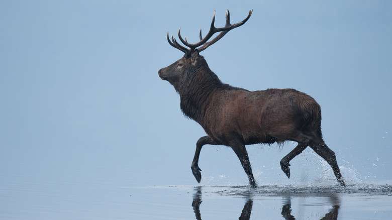 Deer with antlers crossing stream