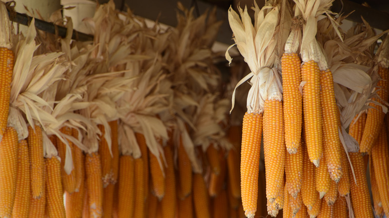 Dried Indian corn