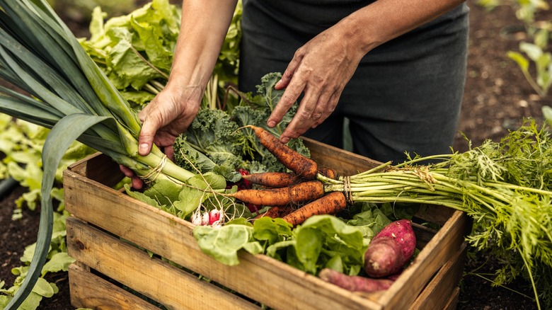 Person harvesting fresh vegetables