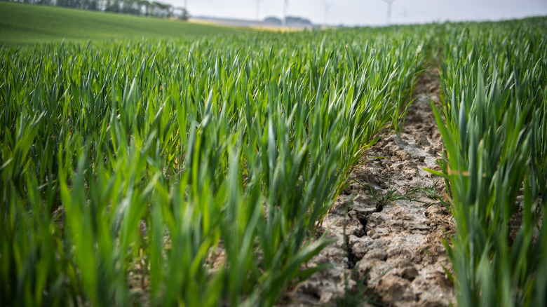 wheat field