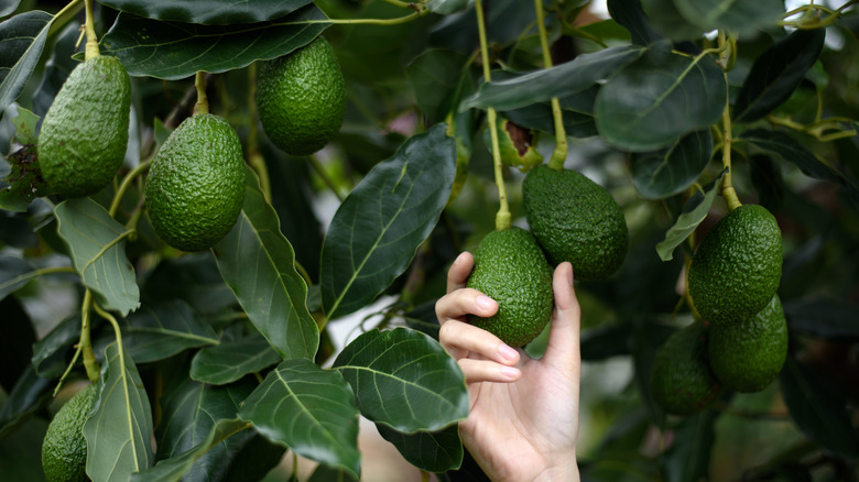 Hand harvesting avocados from tree