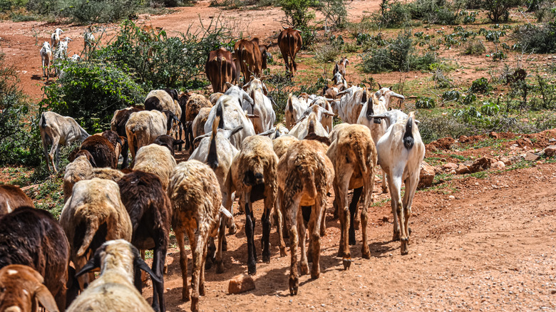 goats and cows in Kenya