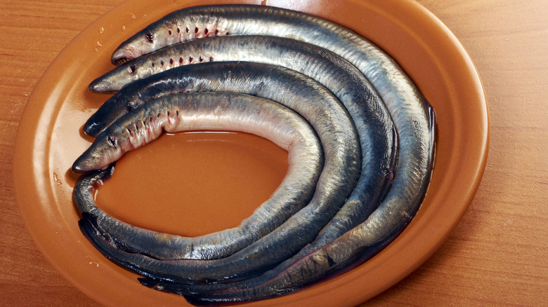 Lampreys