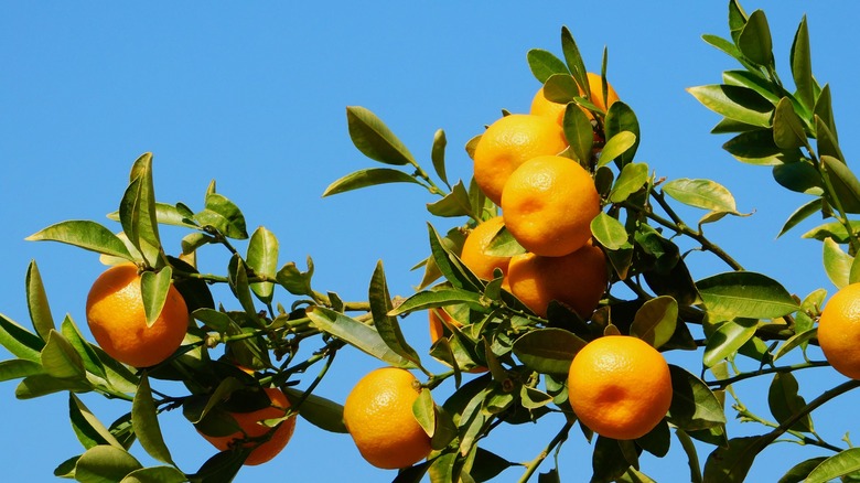 Kishu mandarin orange tree 