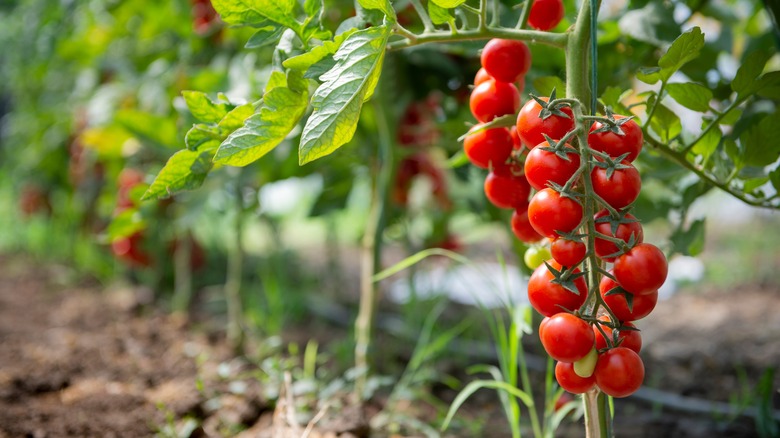 Cherry tomatoes hanging from plant