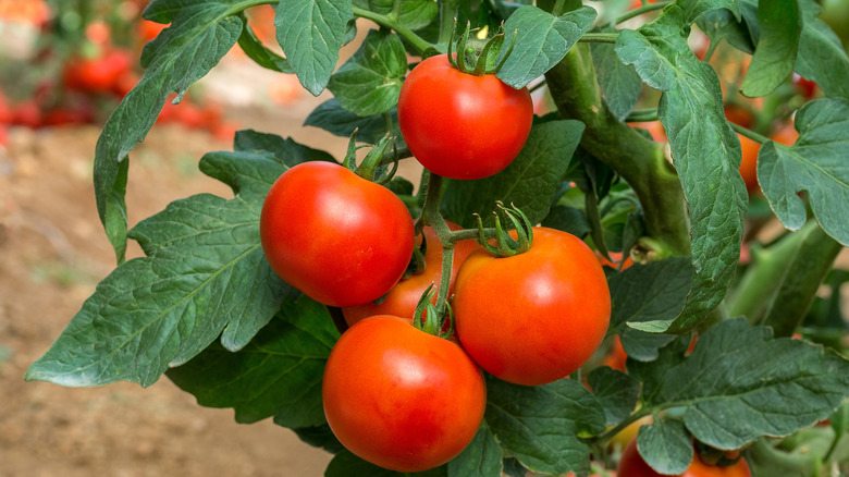 Beef tomato early maturing on vine