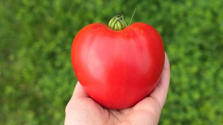 Oxheart tomato with grass background