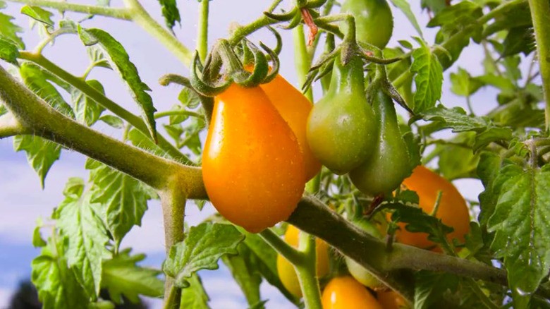 Yellow pear tomatoes growing from plant