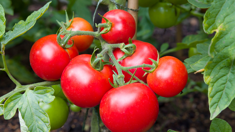 Tomatoes on the vine in a garden