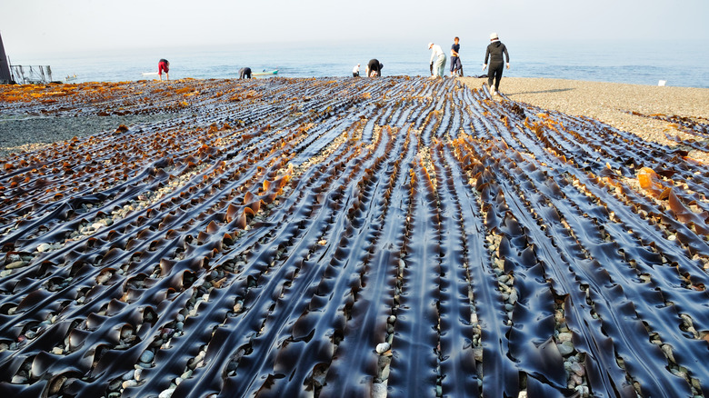 Kombu harvesting 