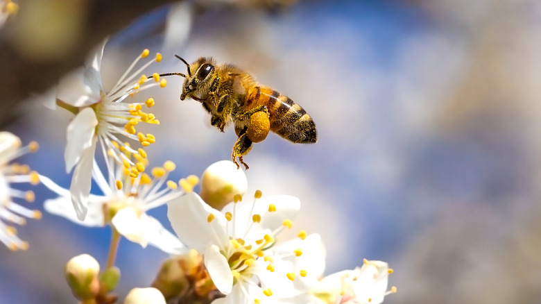 Honey bee near white flower