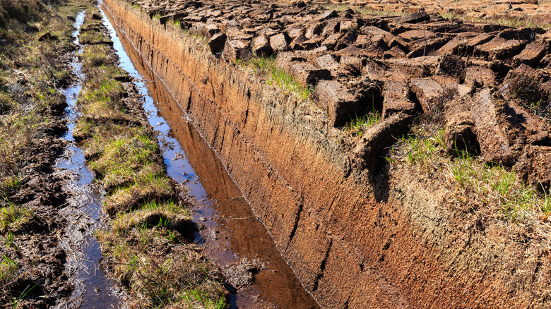 Freshly cut peat