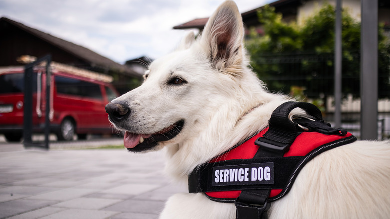 Service dog with vest 