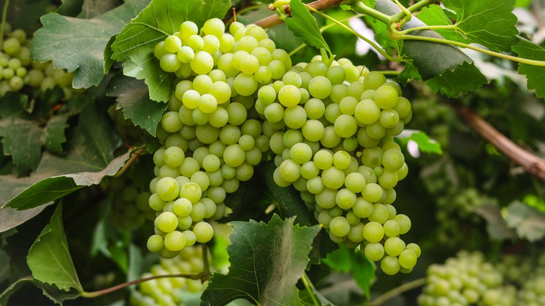 Traminette grape pile